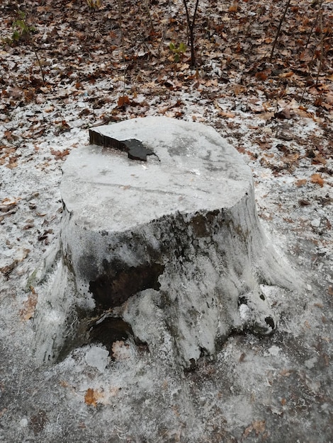 Um toco de uma grande árvore coberta de gelo no inverno