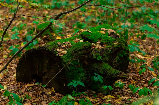 Um toco decrépito. árvore caída na floresta.