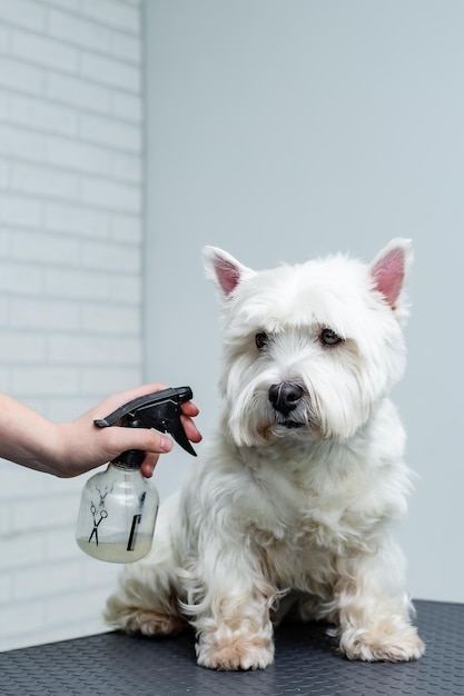 um tosador pulveriza um cão West Highland White Terrier com uma pistola durante a limpeza