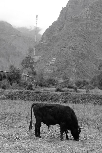 Foto um touro preto está comendo grama em um campo com uma montanha ao fundo em ollantaytambo