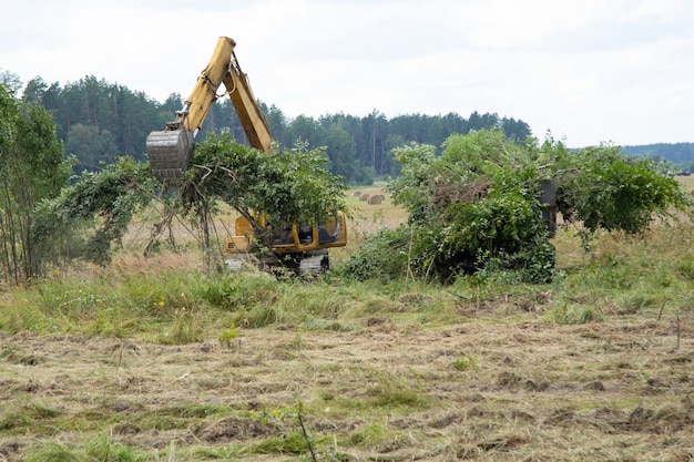 Um trator amarelo puxa uma área de cultivo de árvores jovens perto do campo Prepare o solo para arar e