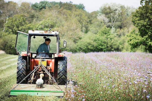 Um trator cortando uma faixa de grama alta e flores em um campo.