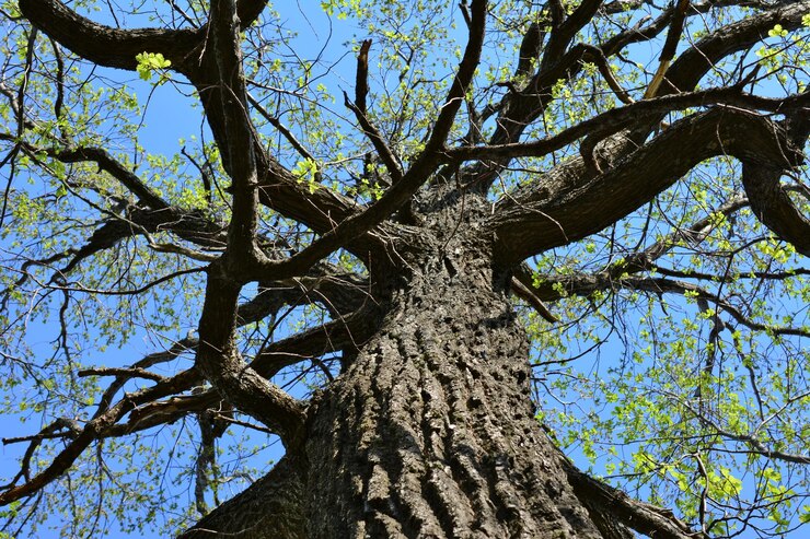 Foto um tronco de árvore com galhos e folhas verdes e um céu azul no fundo