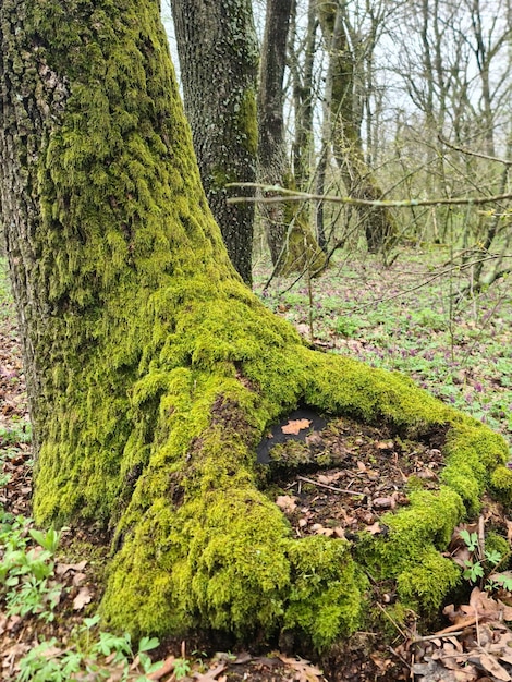 Um tronco de árvore com musgo e um galho frondoso no chão.