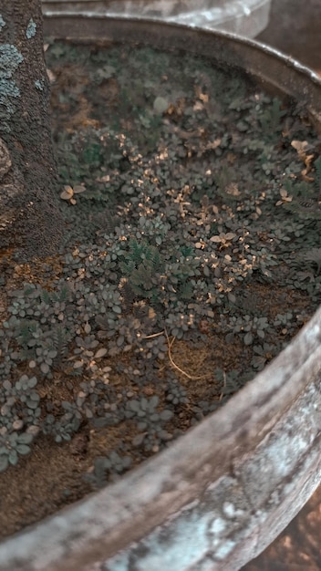 Um tronco de árvore com plantas verdes nele