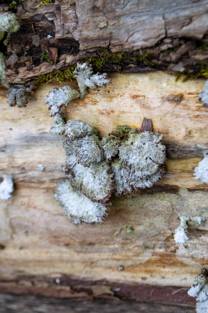 Um tronco de árvore com um cogumelo nele um cogumelo senta-se em um tronco na floresta foto de alta qualidade