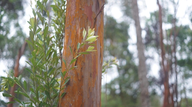 Um tronco de árvore com uma planta verde nele