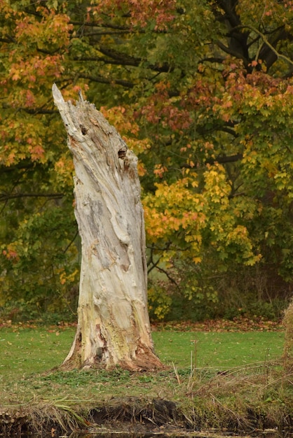 Foto um tronco de árvore na floresta