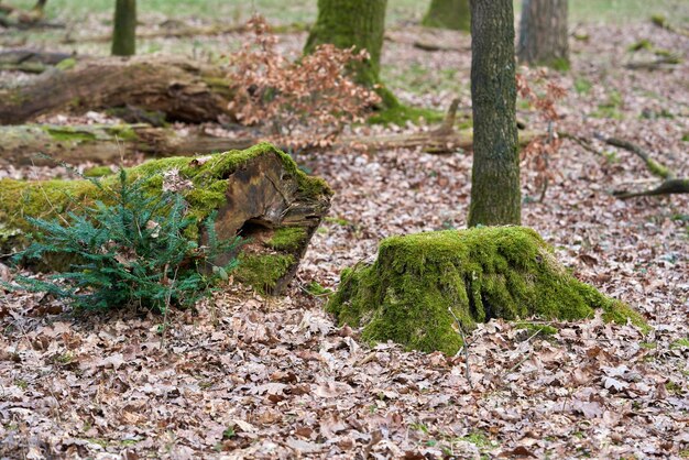 Um tronco de árvore na floresta