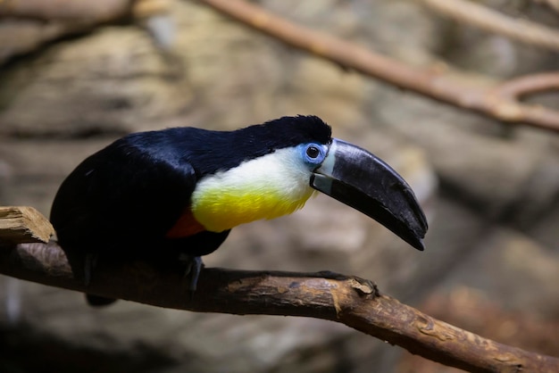 Foto um tucano de bico de canal senta-se em um galho de árvore belo pássaro exótico ramphastos vitellinus