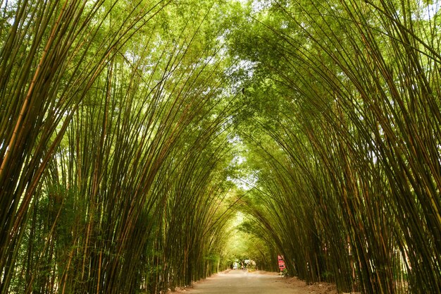 Foto um túnel de bambu incrível e bonito.