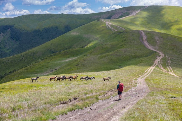 Um turista olha cavalos selvagens no fundo das estradas de montanha