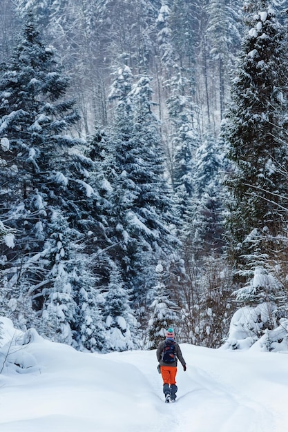 Um turista viaja por uma floresta nevada. Cárpatos .Ucrânia