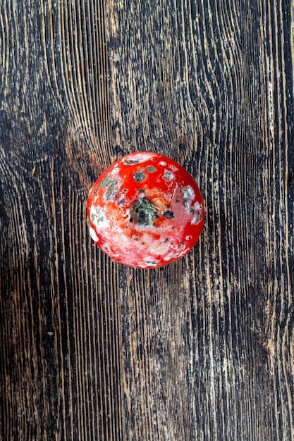 Um último tomate em mofo e podridão está sobre a mesa