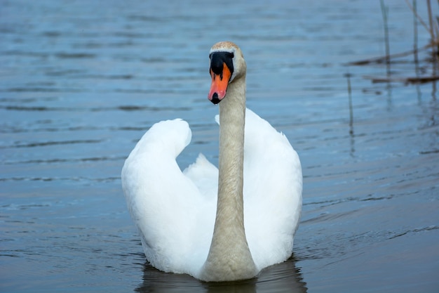 Um único cisne mudo nadando no lago