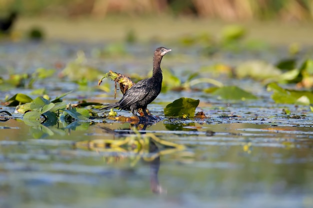 Um único corvo-marinho-pigmeu (microcarbo pygmaeus) baleado na luz suave da manhã fica nas folhas de plantas aquáticas