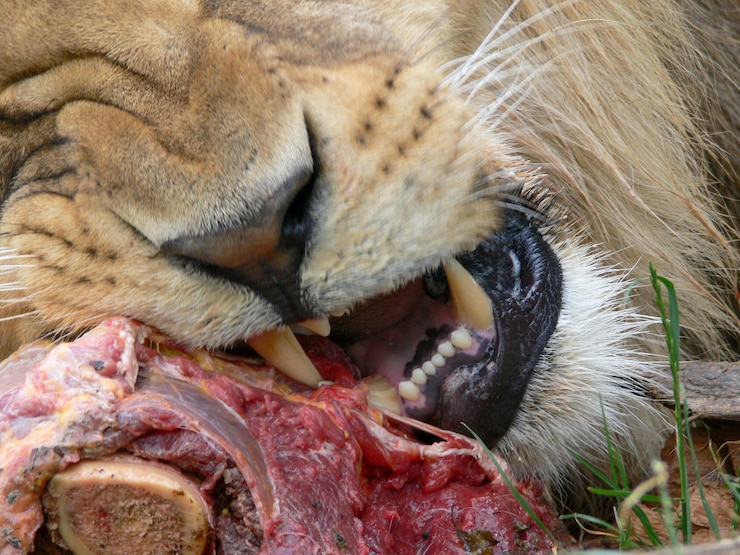Foto um único leão macho comendo