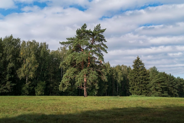 Um único pinheiro em um prado no Parque Pavlovsky em um dia ensolarado de verão Pavlovsk São Petersburgo Rússia