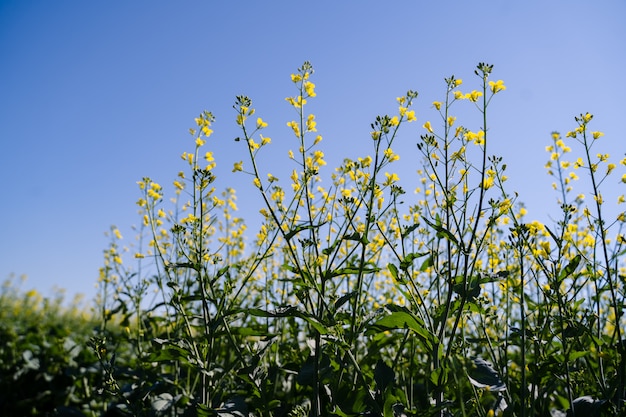 Um único ramo de colza florescendo, canola florescendo, flores amarelas na primavera