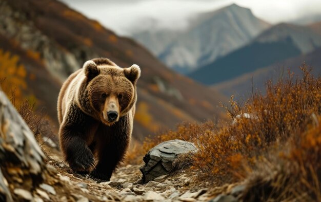 Foto um urso caminhando com confiança por uma paisagem montanhosa