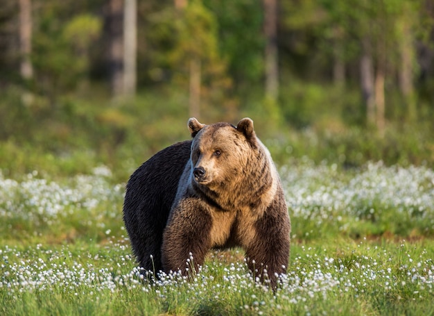 Um urso no fundo da floresta entre flores brancas
