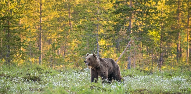 Um urso no fundo de uma bela floresta