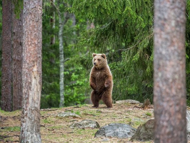 Foto um urso no fundo de uma bela floresta