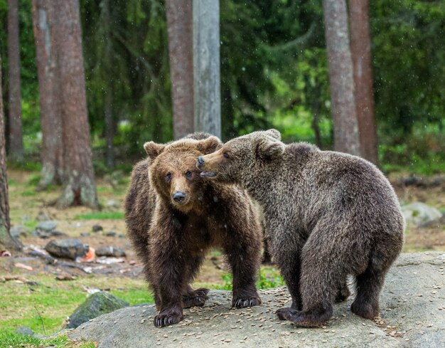 Um urso no fundo de uma bela floresta