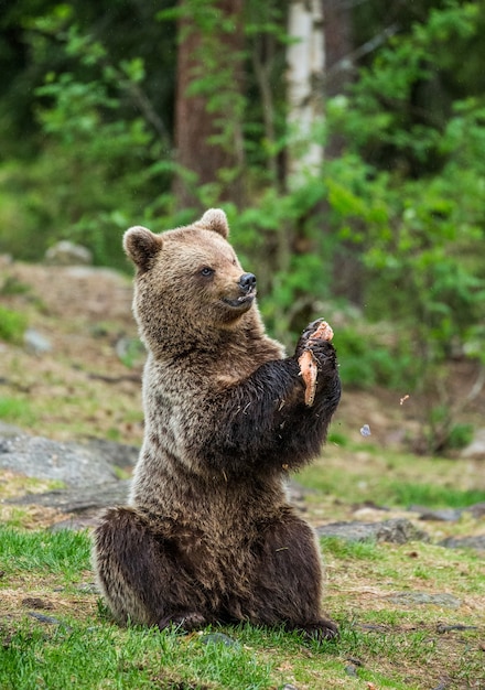 Um urso no fundo de uma bela floresta