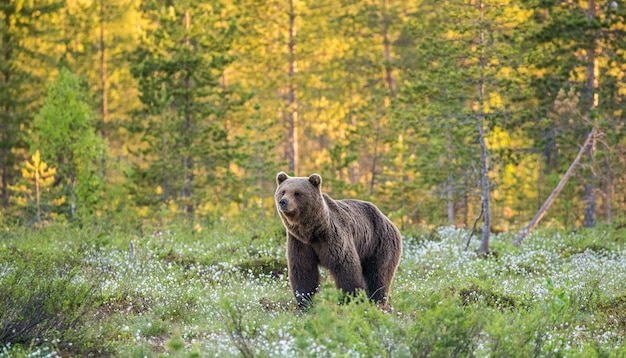 Um urso no fundo de uma bela floresta