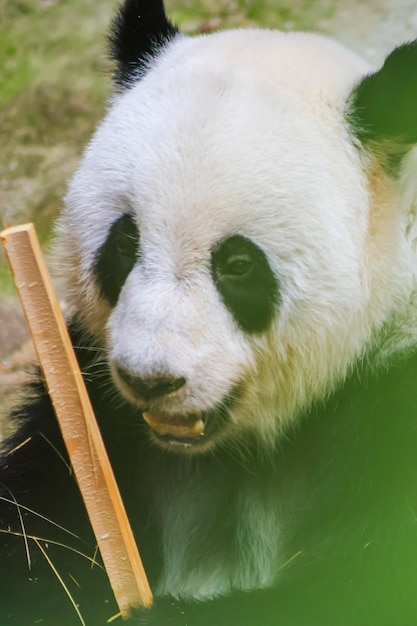 Um urso panda está comendo um pedaço de pau com um pedaço de pau na boca.