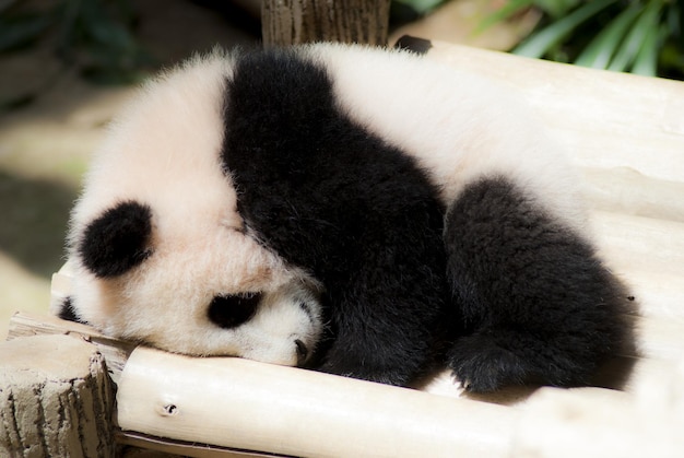 Um urso panda está dormindo em uma cadeira branca.