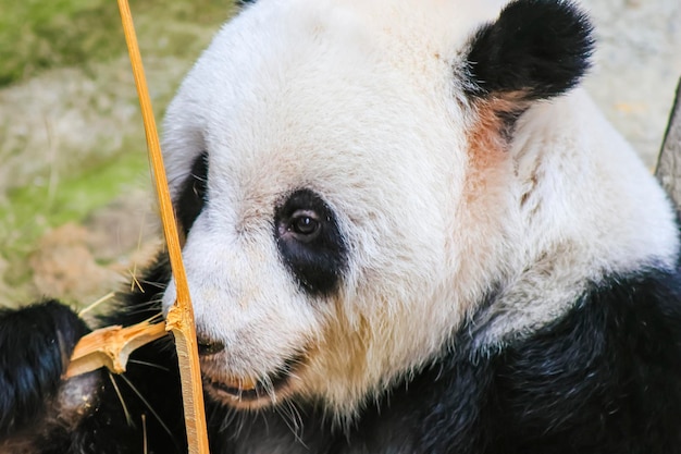 Um urso panda está olhando para algo em sua boca.