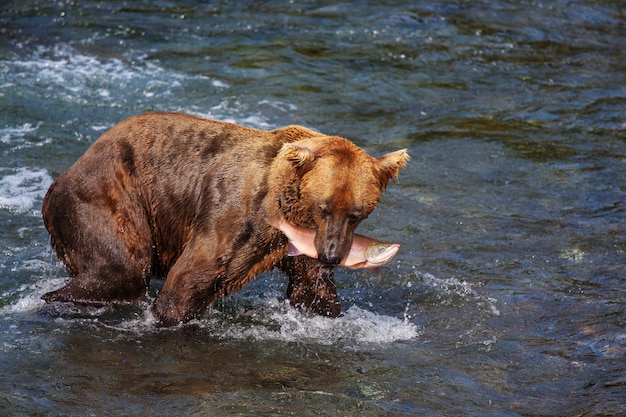 Um urso pardo caçando salmão na cachoeira Brooks. Costeiros Brown Grizzly Bears pescando no Parque Nacional de Katmai, Alasca. Temporada de verão. Tema da vida selvagem natural.