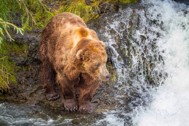 Um urso pardo caçando salmão na cachoeira Brooks. Costeiros Brown Grizzly Bears pescando no Parque Nacional de Katmai, Alasca. Temporada de verão. Tema da vida selvagem natural.