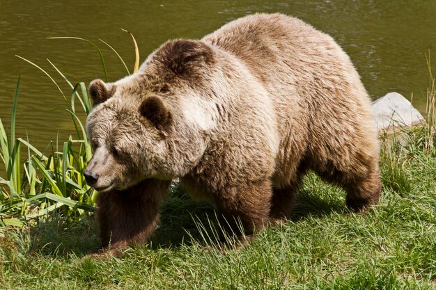 Um urso-pardo caminhando na beira de um lago