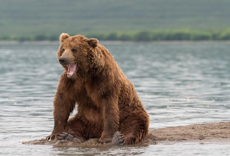 Foto um urso-pardo sentado na margem do rio