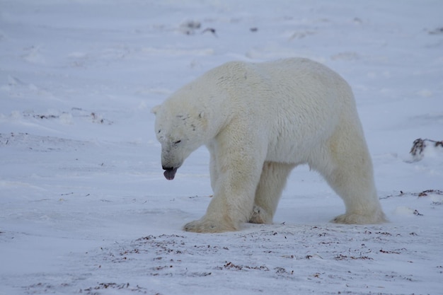 Um urso polar, Ursus maritumis, mostrando a língua enquanto caminhava na neve entre rochas