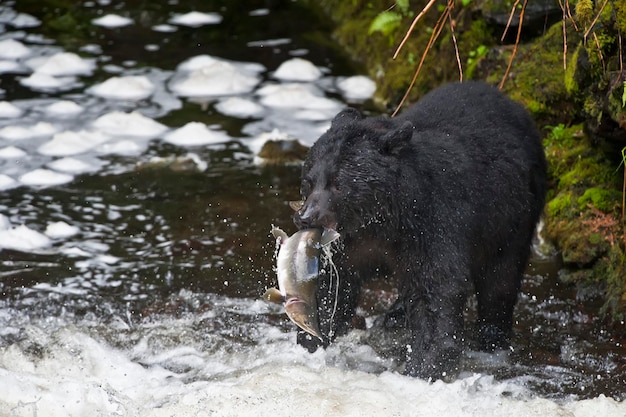 Um urso preto pegando um salmão no rio Alasca