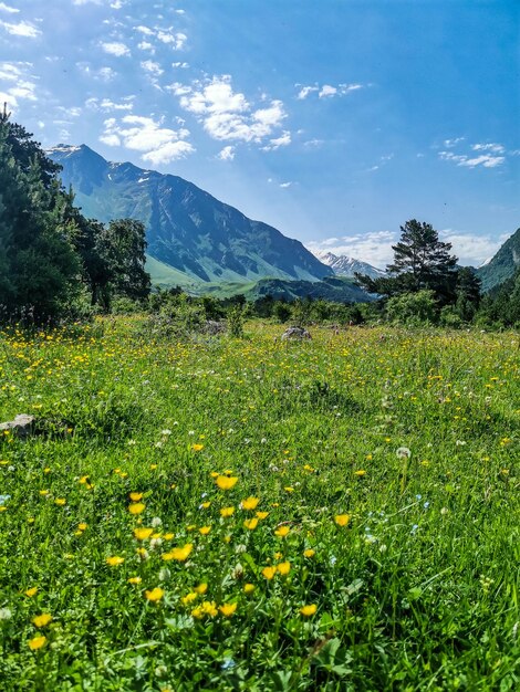 Um vale de montanha no desfiladeiro do rio CherekBalkar nas proximidades do trato de Ushtulu Cáucaso 2021