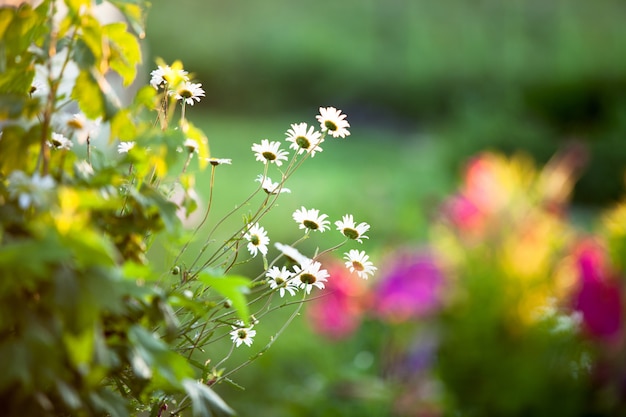 Um vaso de flores no jardim ao pôr do sol