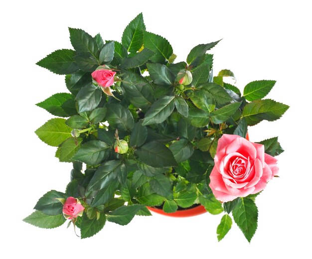 Um vaso de lindas flores rosas isoladas em branco