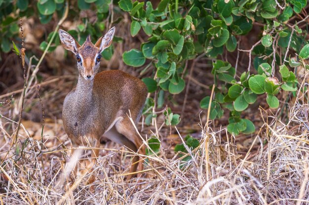 Foto um veado de pé na floresta