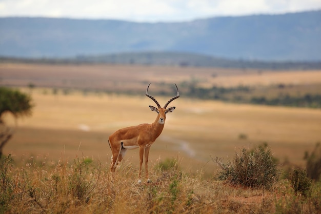 Foto um veado em pé num campo.