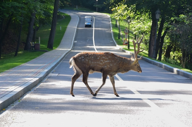Um veado macho adulto caminha no parque outono e cruza a estrada de asfalto.