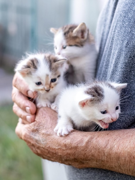 Um velho avô está segurando três gatinhos em seus braços no jardim