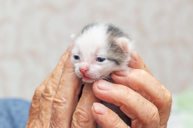 Um velho avô segura um pequeno gatinho fofo em suas mãos Amor por animais