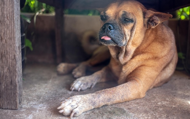 Um velho cachorro marrom deitado debaixo de uma cadeira de madeira mostra sua língua fofa