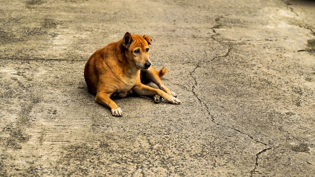 Um velho cão vadio marrom olhando seriamente e deitado na calçada