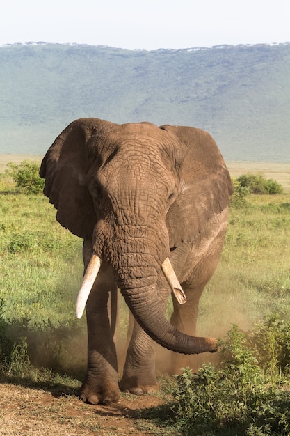 Um velho elefante com uma presa quebrada. NgoroNgoro, Tanzânia